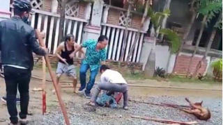 Chó chạy ra đường cắn nát tay người phụ nữ