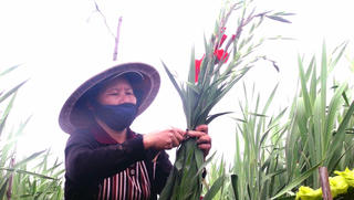 Làng hoa Tết bên sông Ba