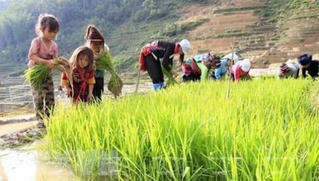 Trẻ em như búp trên cành