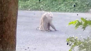 Khỉ đực nặng 10kg cắn nhiều người ở Sóc Trăng 