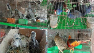 Quản lý chặt động vật hoang dã để phòng dịch bệnh