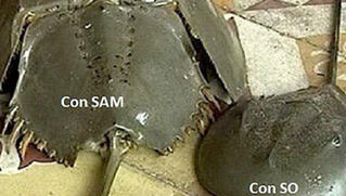 Bé gái 8 tuổi tử vong, 6 người bị ngộ độc nghi do ăn so biển