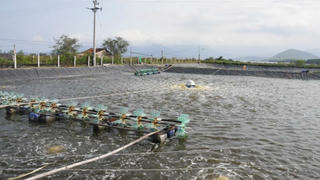 Tháo gỡ khó khăn trong nuôi tôm nước lợ