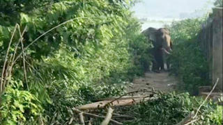 Nài voi bị quật tử vong: Từng chăm sóc voi 4 năm