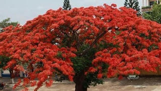 Vì sao phượng vĩ dễ bật gốc mùa hè?