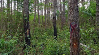 Bố bắn nhầm khiến con tử vong