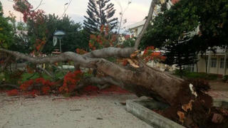 Thêm một cây phượng bật gốc trong sân trường