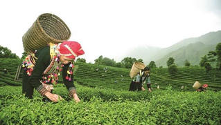 Phát triển vùng dân tộc thiểu số và miền núi: Đề xuất bố trí gần 272 nghìn tỷ đồng
