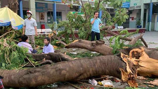 Cây phượng không có lỗi!