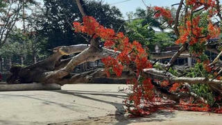 Đốn bỏ cây phượng trong sân trường - Khi trách nhiệm trở nên xa xỉ