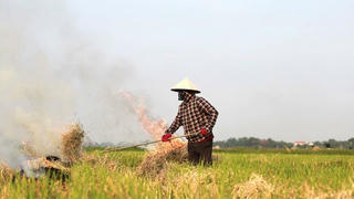 Cảnh báo ô nhiễm môi trường do đốt rơm rạ
