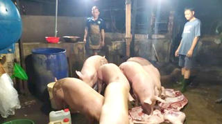 Đồng Nai: Heo lậu chiếm lĩnh thị trường 