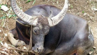 Trâu nhà húc chủ tử vong