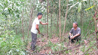 Bộ Nông nghiệp & Phát triển nông thôn: Không chủ quan với bệnh cây “chết héo”