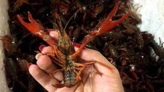 Xử lý nghiêm hành vi nhập khẩu, phát tán trái phép loài ngoại lai xâm hại