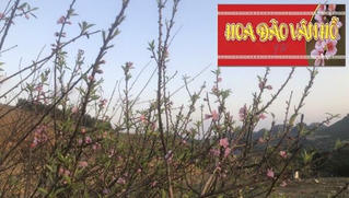 Sơn La phát hành tem xác nhận nguồn gốc cây đào trồng