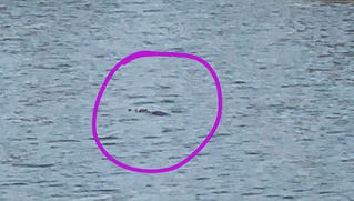 Tìm phương án vây bắt cá sấu trong hồ ở Vũng Tàu