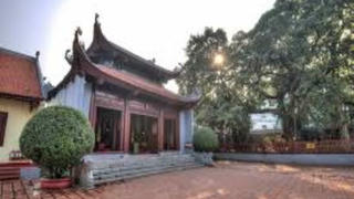Chuyện ít biết về Trâu vàng linh thiêng
