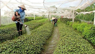 Hà Nội phấn đấu đến năm 2025 có trên 85% hợp tác xã hoạt động khá, tốt