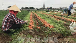 Hải Dương thúc đẩy vận chuyển, tiêu thụ nông sản trong bối cảnh dịch bệnh