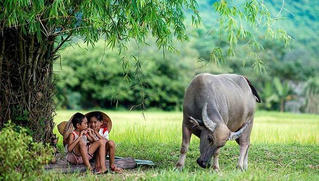 Muôn vẻ con trâu trong đời sống Việt