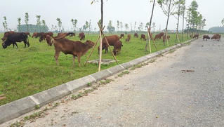 Hà Nội kiến nghị bãi bỏ nhiều quyết định giao đất và chấm dứt dự án