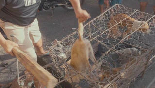 Đánh đập vật nuôi trước khi giết mổ bị phạt tới 5 triệu đồng