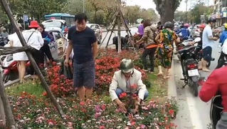 Nạn trộm hoa bùng phát