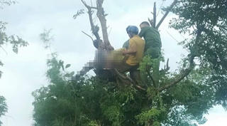 Trèo lên cây hái lá, người phụ nữ bị điện giật tử vong