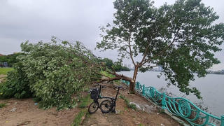 'Cây cô đơn' tại Hồ Tây bị đốn hạ