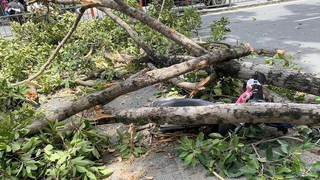 Cành cây bị gãy rơi trúng ba người ở TP HCM