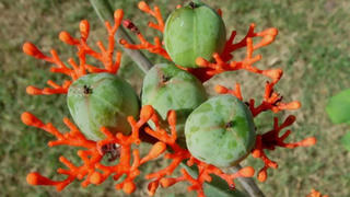 14 học sinh nhập viện nghi do ăn quả cây ngô đồng