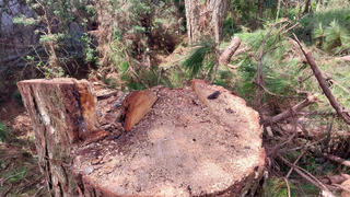 Tự ý cưa hạ thông, người đàn ông ở Đà Lạt bị đề nghị xử phạt 20 triệu đồng