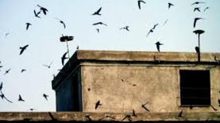 Lâm Đồng xây dựng vùng, cơ sở chăn nuôi chim yến an toàn