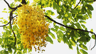 Hà Nội rực rỡ trong sắc hoa của mùa hè