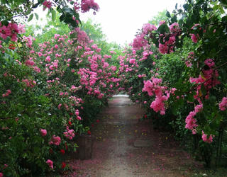 Đẹp ngỡ ngàng con đường hoa tường vi giữa lòng thủ đô