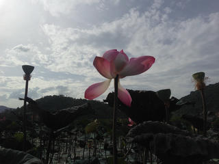 Tháng Bảy, thương nhớ người đi xa