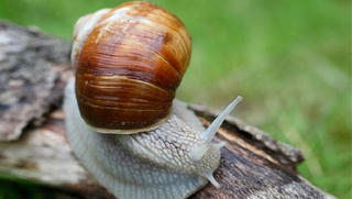 Cảnh báo tình trạng ăn ốc sên vì nghe đồn “chữa bệnh”