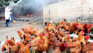 Công điện khẩn về tăng cường phòng chống dịch cúm gia cầm H5N6 