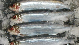 Bài thuốc hay cho người bệnh thận