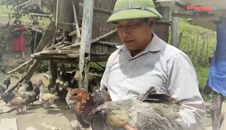 Phát triển giống gà bản địa đem lại năng suất cao nơi “cổng trời” Mường Lống
