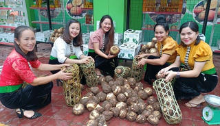 Quảng bá thương hiệu khoai sọ Thuận Châu