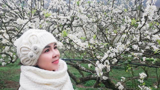 Đầu xuân lên Sơn La ngắm hoa mận nở trắng trời