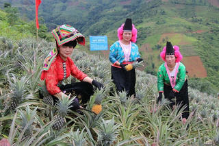 Triển vọng từ mô hình trồng dứa ở Thuận Châu