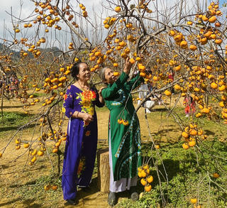 Mùa hồng đỏ rực trên cao nguyên Mộc Châu 