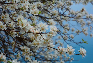 Sắp diễn ra Ngày hội hoa sơn tra tại Sơn La