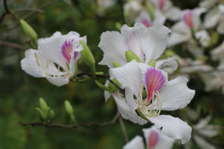 Hoa ban bắt đầu nở trắng rừng ở Điện Biên