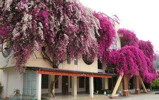 Mê mẩn ngắm giàn hoa giấy nở đẹp rực rỡ phủ quanh trường học