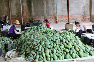 Mường La vào mùa xoài