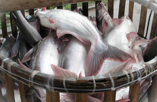 Sợ kẹt hàng ở Rotterdam, nhiều doanh nghiệp ngưng xuất cá tra đi Nga